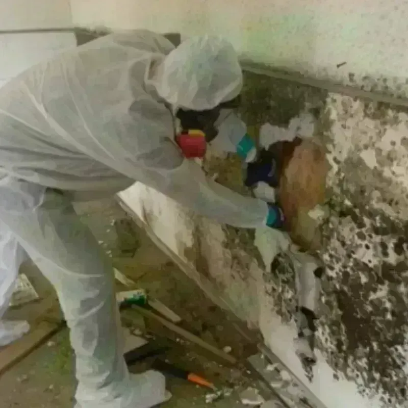 Mold Remediation and Removal in Tennille, GA